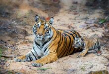 photo- sandeep Datta