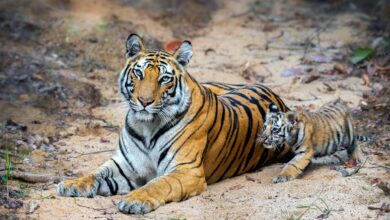 photo- sandeep Datta